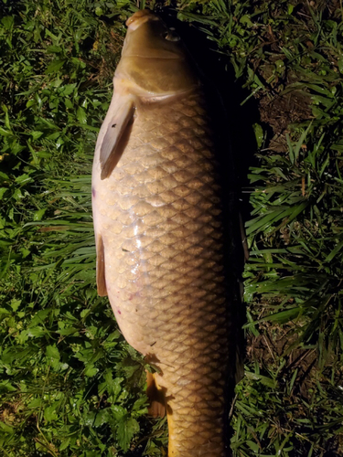 コイの釣果