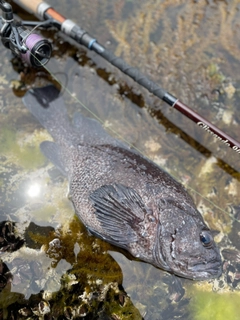 マゾイの釣果