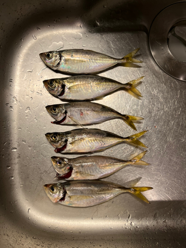 アジの釣果