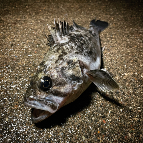 クロソイの釣果