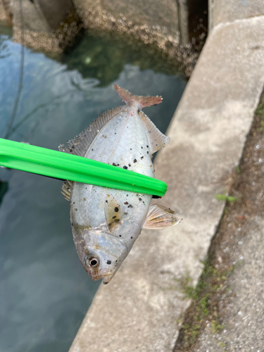 カンパチの釣果