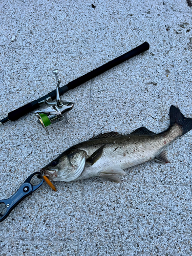 シーバスの釣果