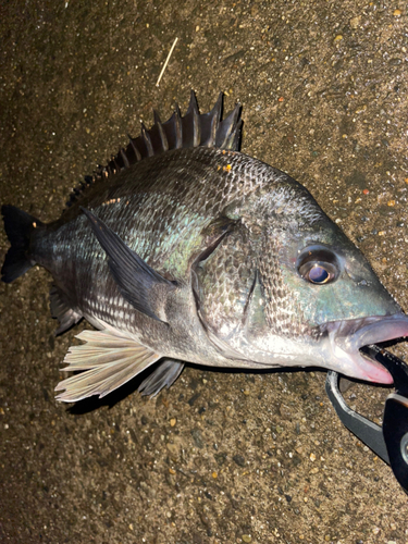 クロダイの釣果