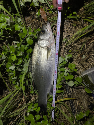 ヒラスズキの釣果