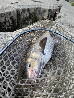 ニゴイの釣果