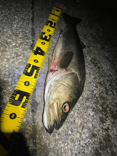 シーバスの釣果