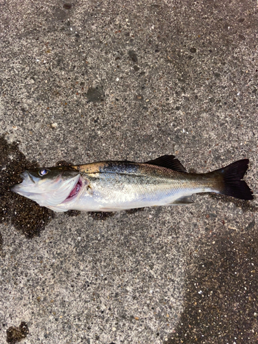 セイゴ（マルスズキ）の釣果