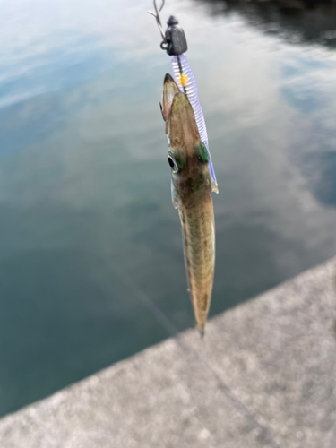 カマスの釣果