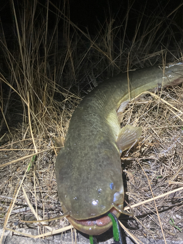 ナマズの釣果