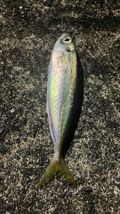 メアジの釣果