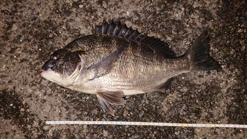 クロダイの釣果