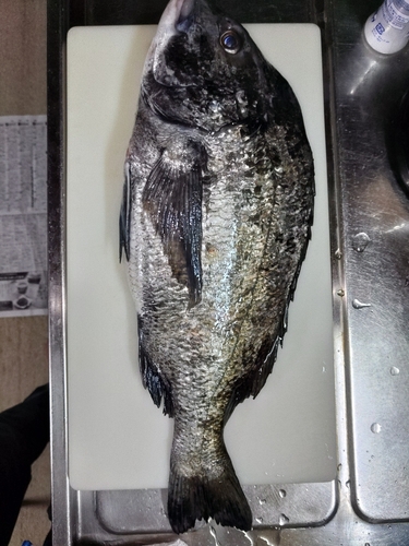 クロダイの釣果