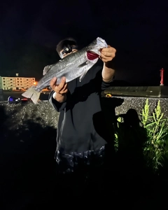 スズキの釣果