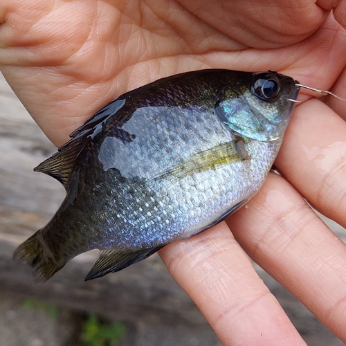 ブルーギルの釣果