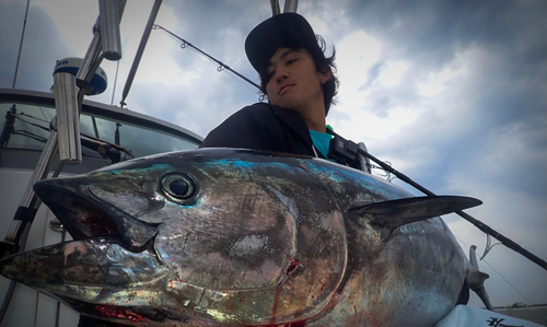 クロマグロの釣果