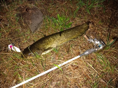 ナマズの釣果