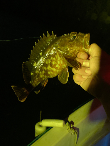 カサゴの釣果