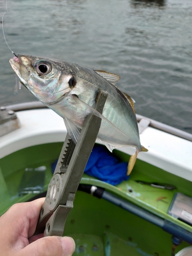 マアジの釣果