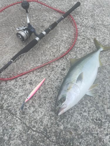 ハマチの釣果