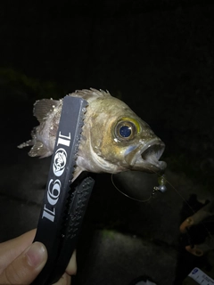 クロメバルの釣果