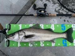 シーバスの釣果