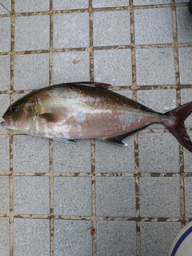 カンパチの釣果