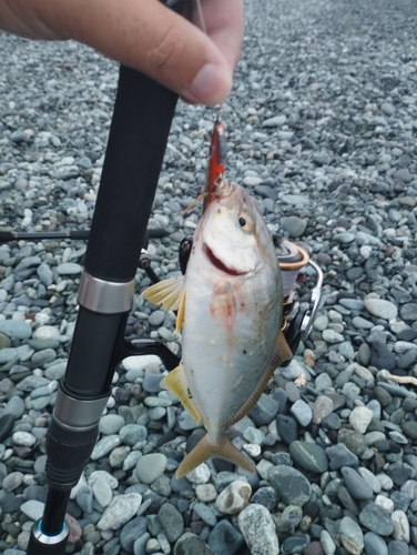 ショゴの釣果