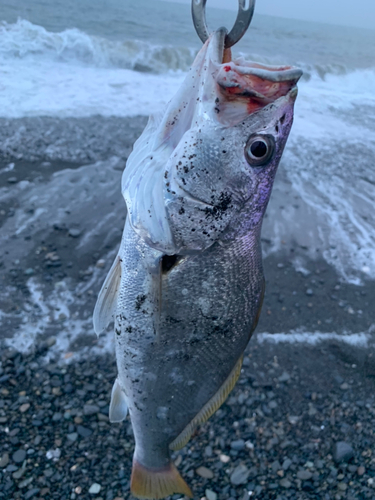 釣果