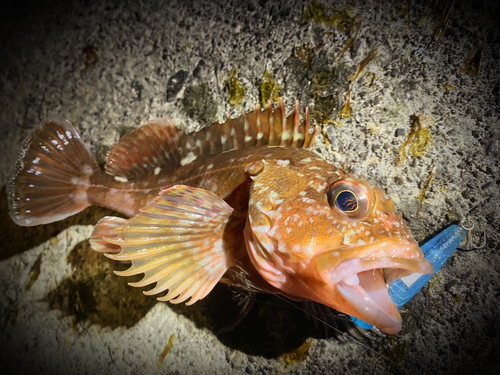 カサゴの釣果