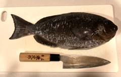 メジナの釣果