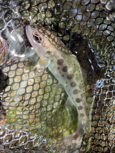 アマゴの釣果