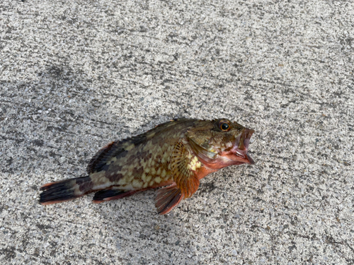 カサゴの釣果