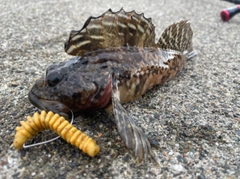 ケムシカジカの釣果