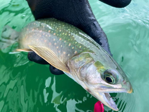 ミヤベイワナの釣果