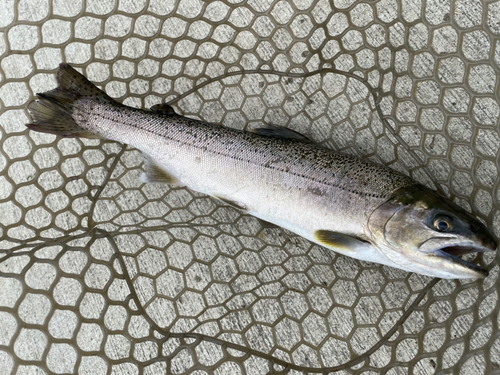 サクラマスの釣果