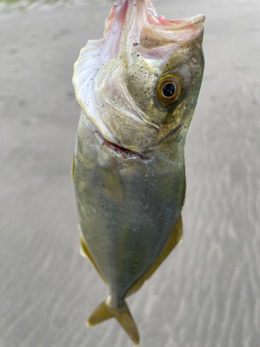 ショゴの釣果