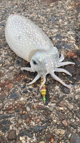 シリヤケイカの釣果