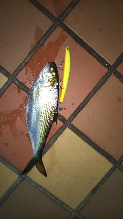コノシロの釣果
