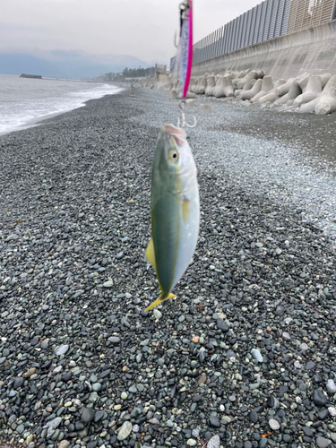 ワカシの釣果