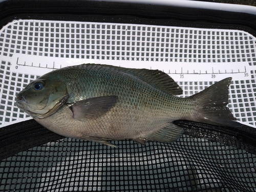 クチブトグレの釣果