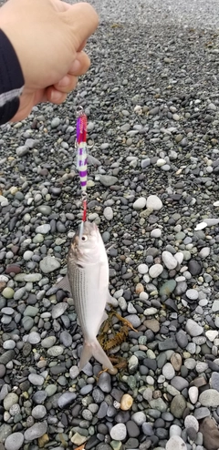 コノシロの釣果