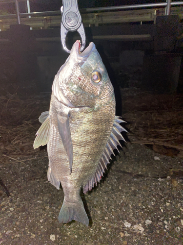 チヌの釣果