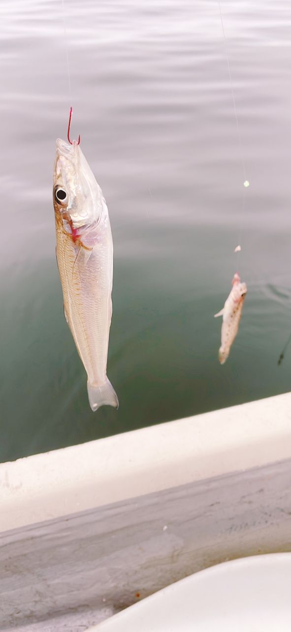 RIELさんの釣果 2枚目の画像