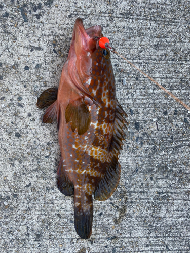 アコウの釣果