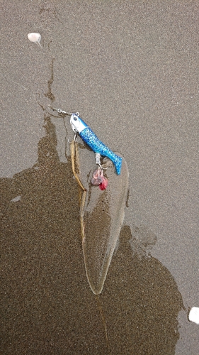 シタビラメの釣果