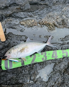 ショゴの釣果