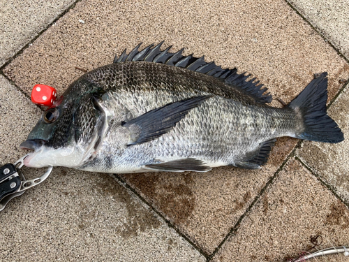 クロダイの釣果