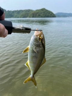 ショゴの釣果