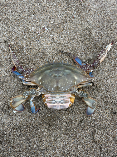 カニの釣果