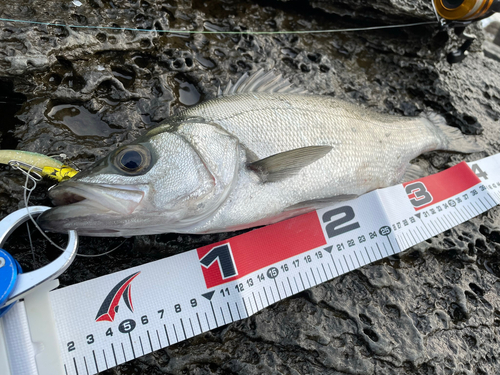 ヒラスズキの釣果